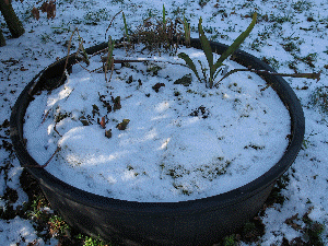 Winter bog garden