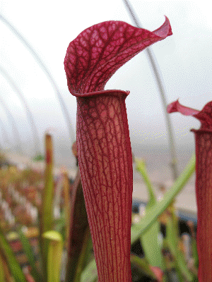 rubra gulfensis pitcher S1f