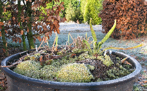 Bog Garden